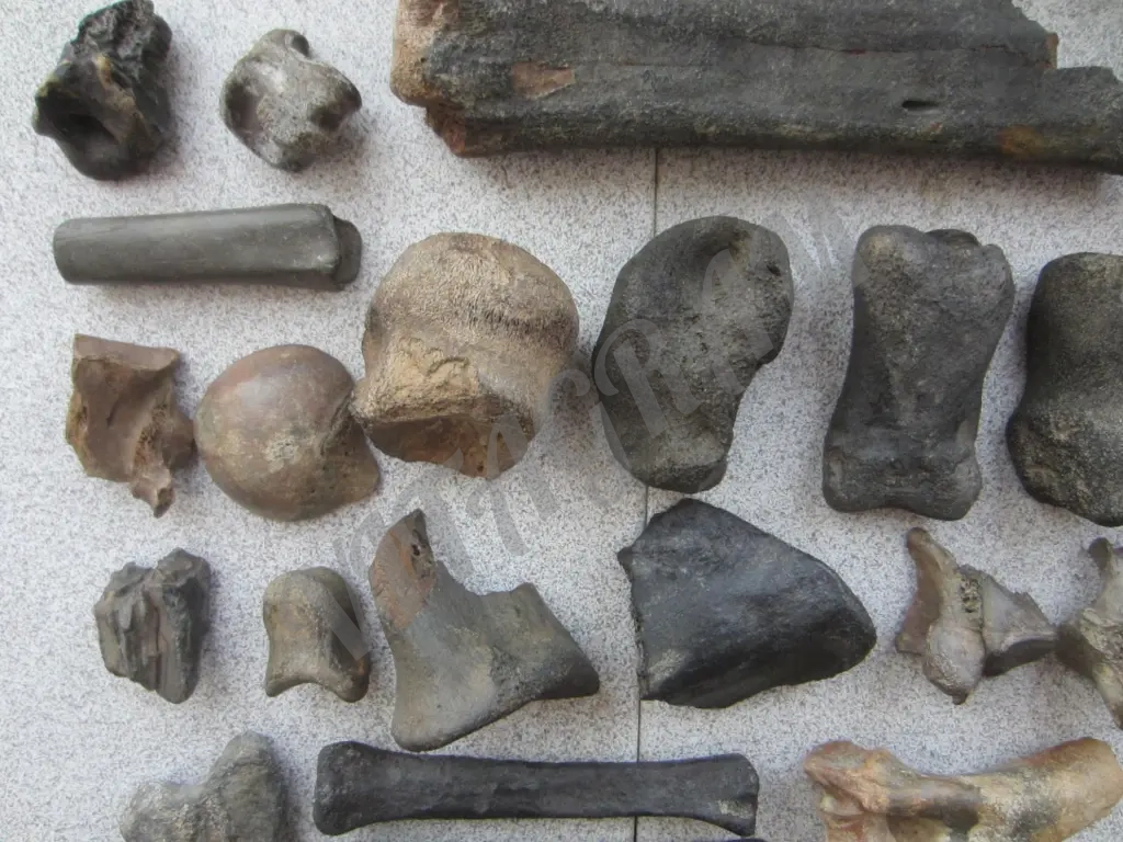 Окаменелости. Кости ископаемых животных.