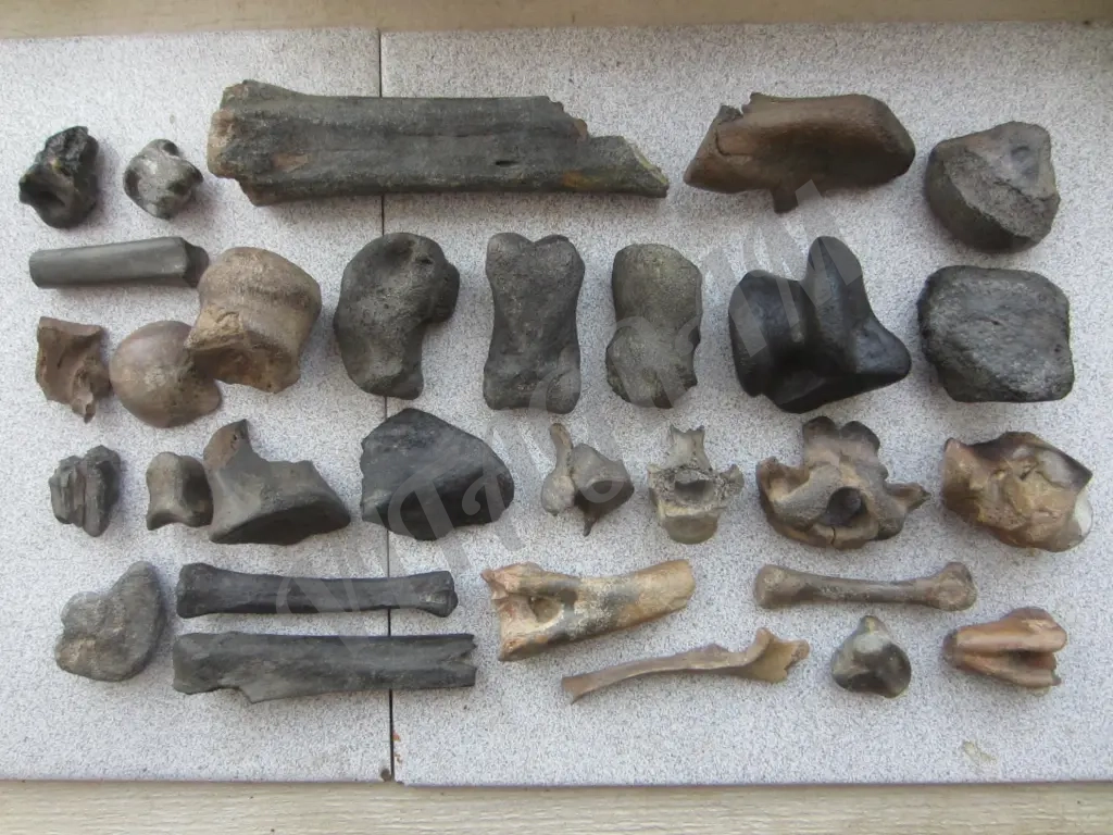 Окаменелости. Кости ископаемых животных.