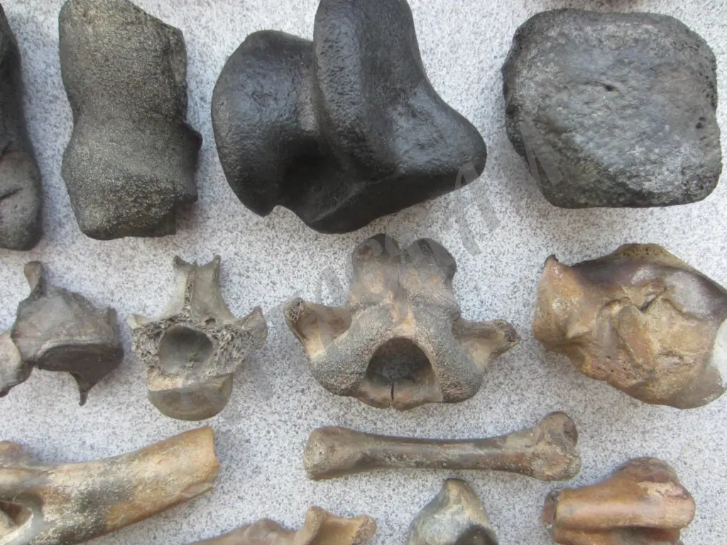 Окаменелости. Кости ископаемых животных.