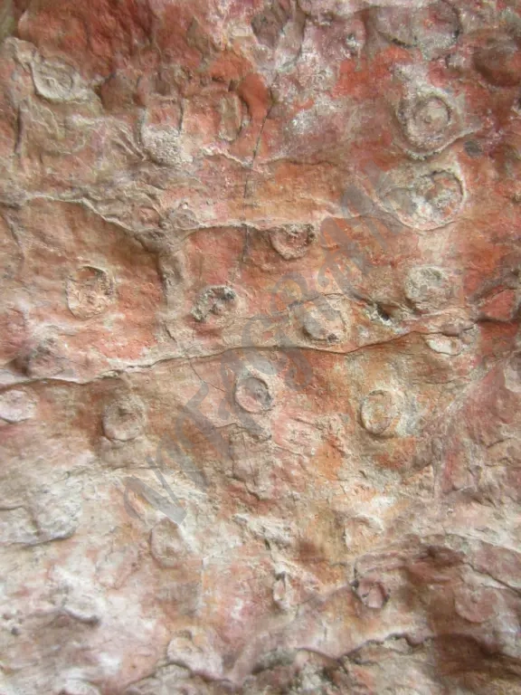 Окаменелое дерево. Стигмария Stigmaria