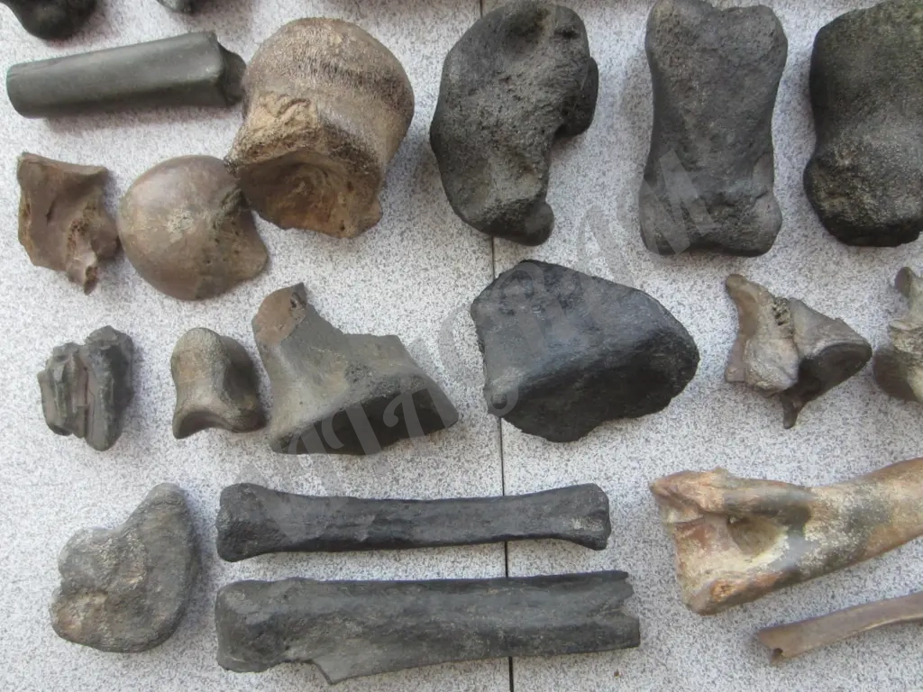 Окаменелости. Кости ископаемых животных.