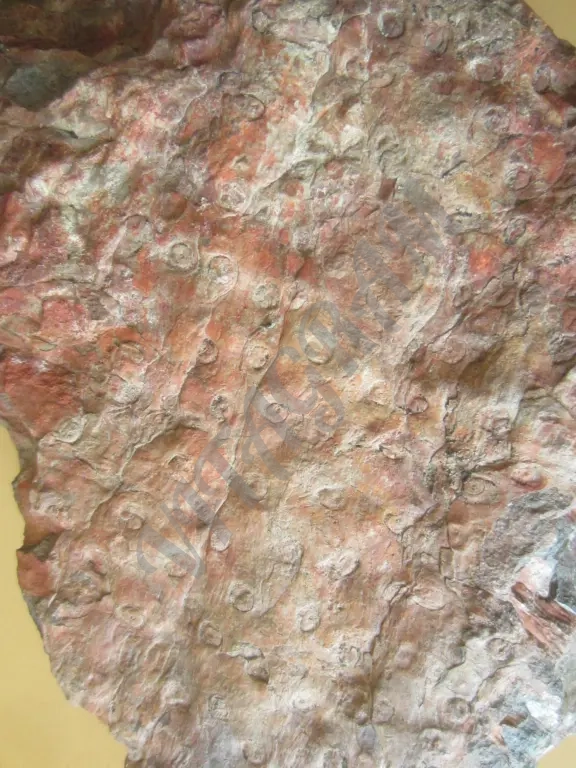 Окаменелое дерево. Стигмария Stigmaria