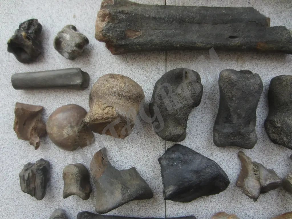 Окаменелости. Кости ископаемых животных.