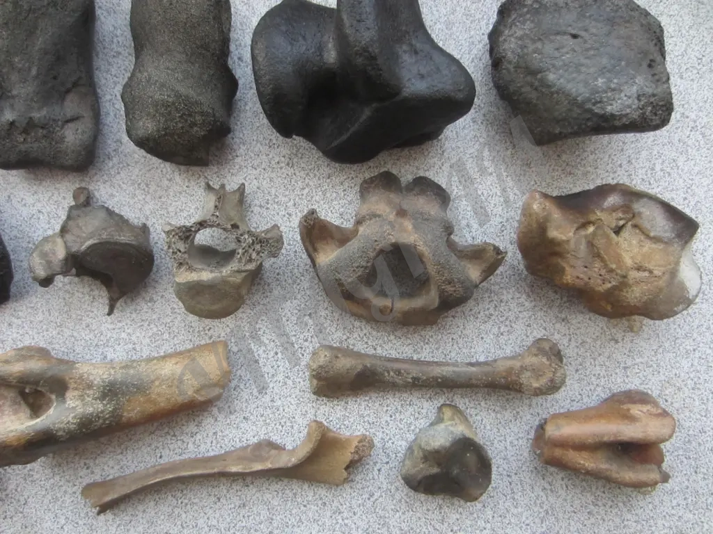 Окаменелости. Кости ископаемых животных.