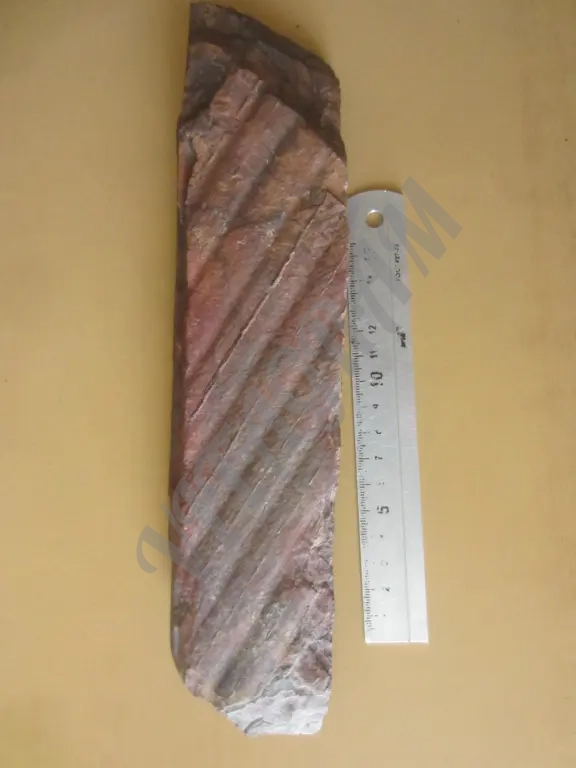 Окаменелость. Сигиллярия Sigillaria mamillaris