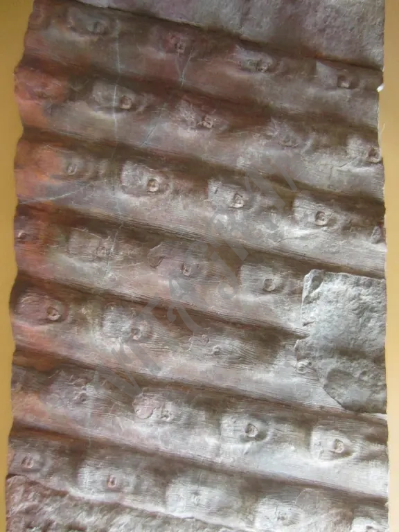 Окаменелость. Сигиллярия Sigillaria mamillaris