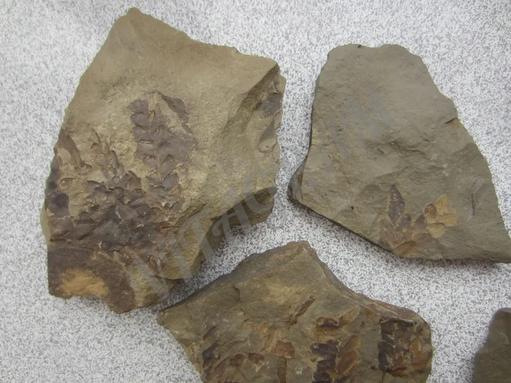 Набор окаменелостей. Растения 5 камней. Оригинал.