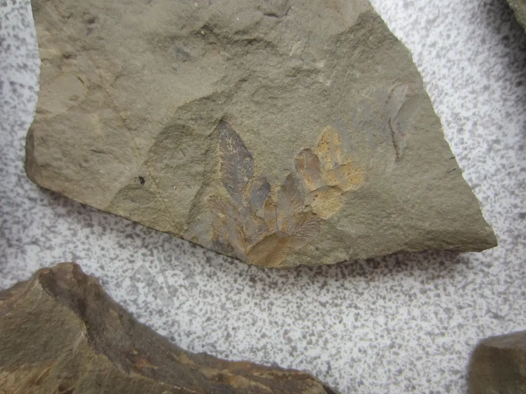 Набор окаменелостей. Растения 5 камней. Оригинал.