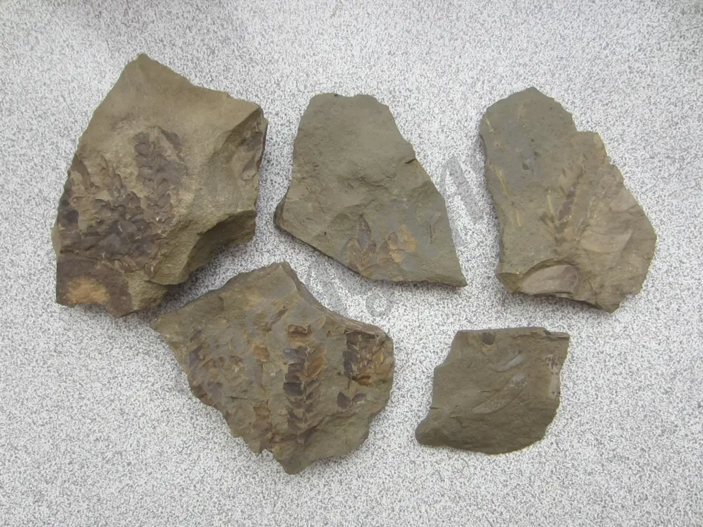 Набор окаменелостей. Растения 5 камней. Оригинал.