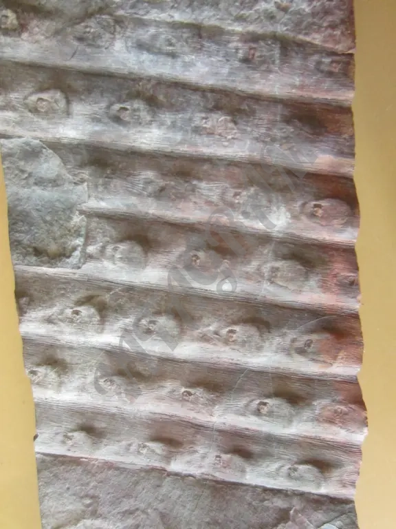 Окаменелость. Сигиллярия Sigillaria mamillaris