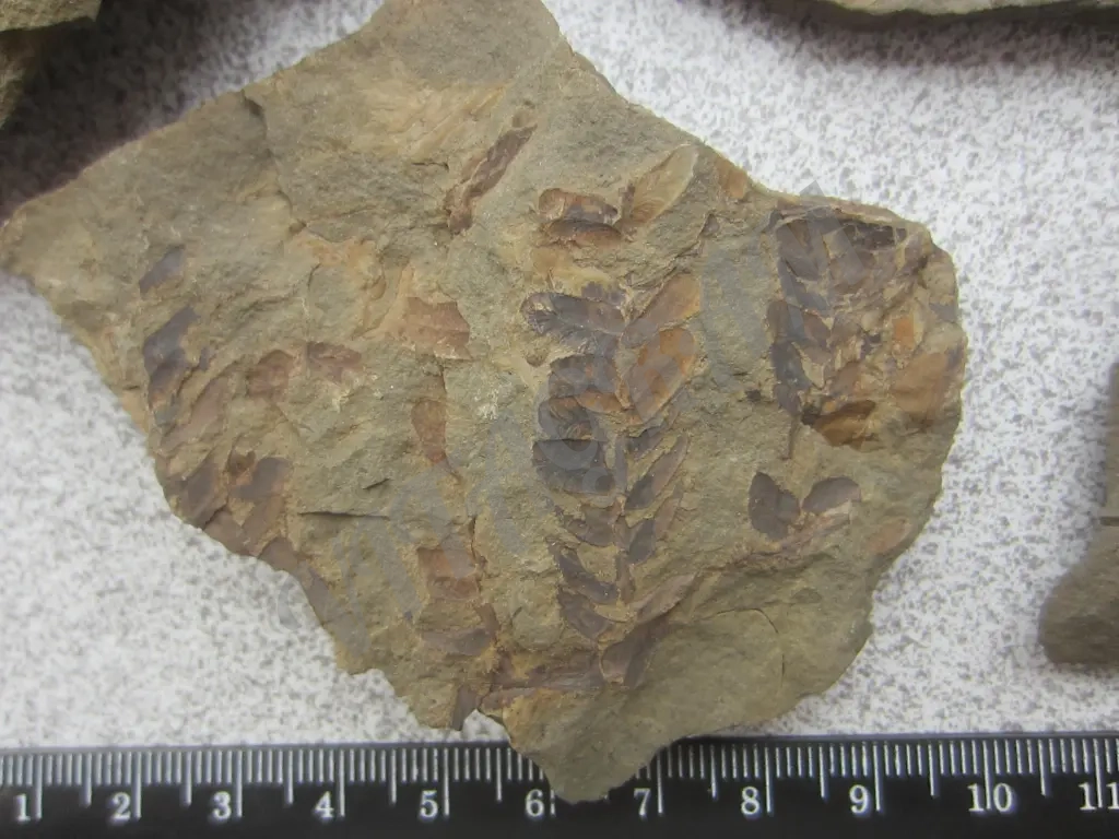 Набор окаменелостей. Растения 5 камней. Оригинал.