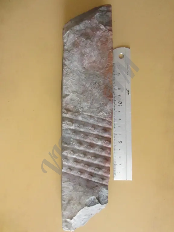 Окаменелость. Сигиллярия Sigillaria mamillaris