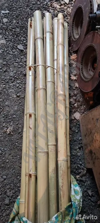 Стебель ствол бамбука