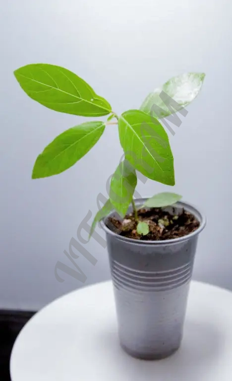 Фикус кистевидный / Ficus racemosa