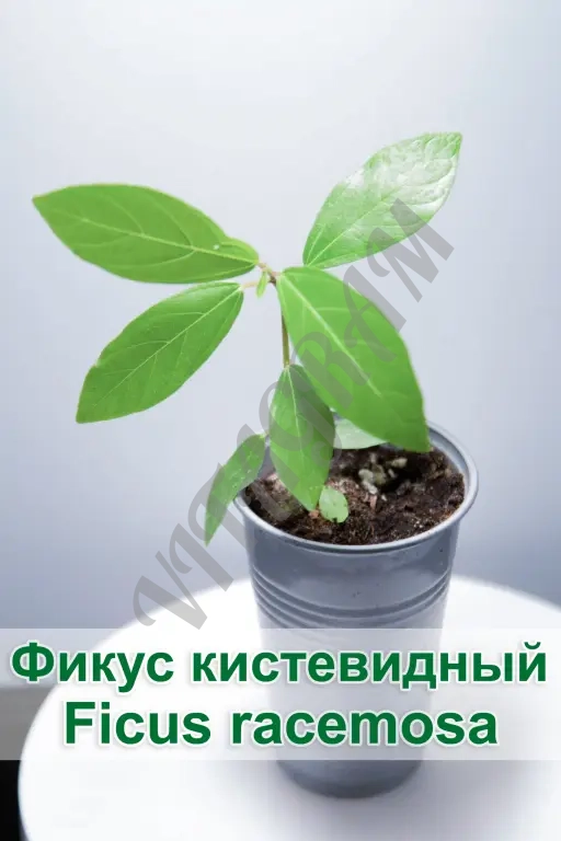 Фикус кистевидный / Ficus racemosa