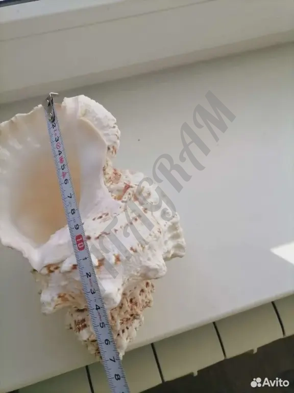 Морская раковина среднего размера