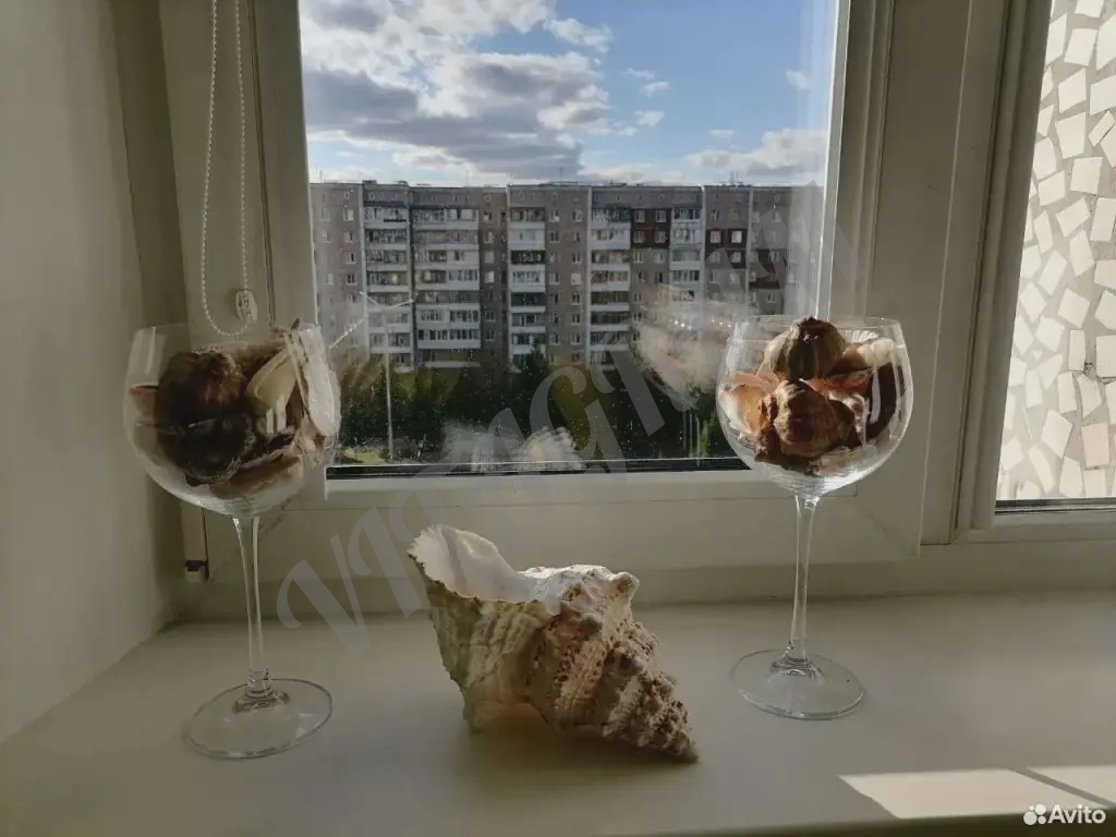 Морская раковина среднего размера