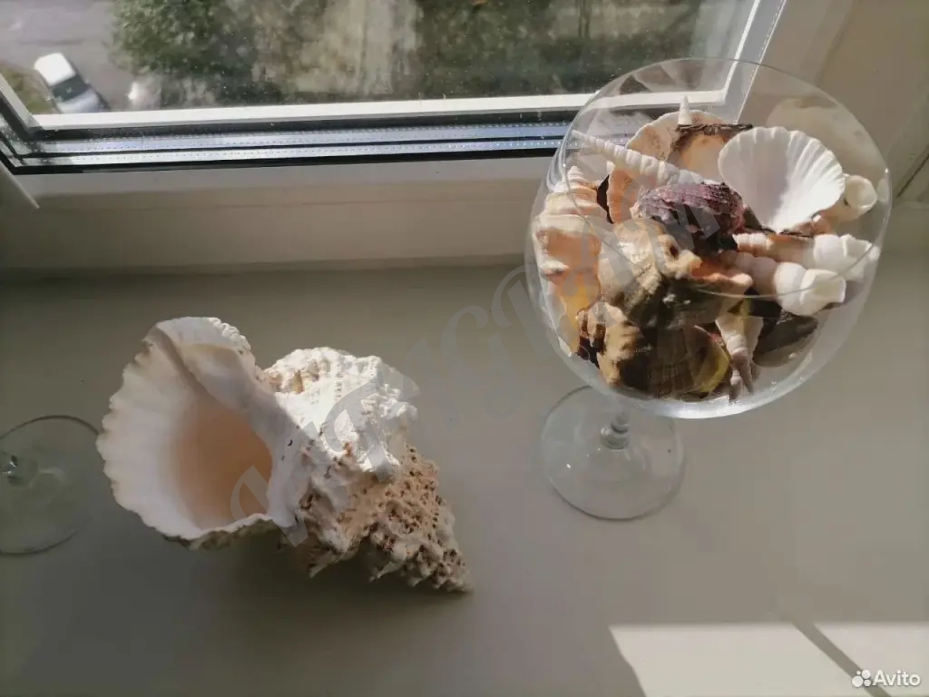 Морская раковина среднего размера