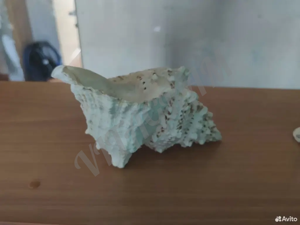 Морская раковина среднего размера