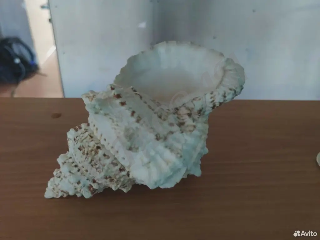 Морская раковина среднего размера