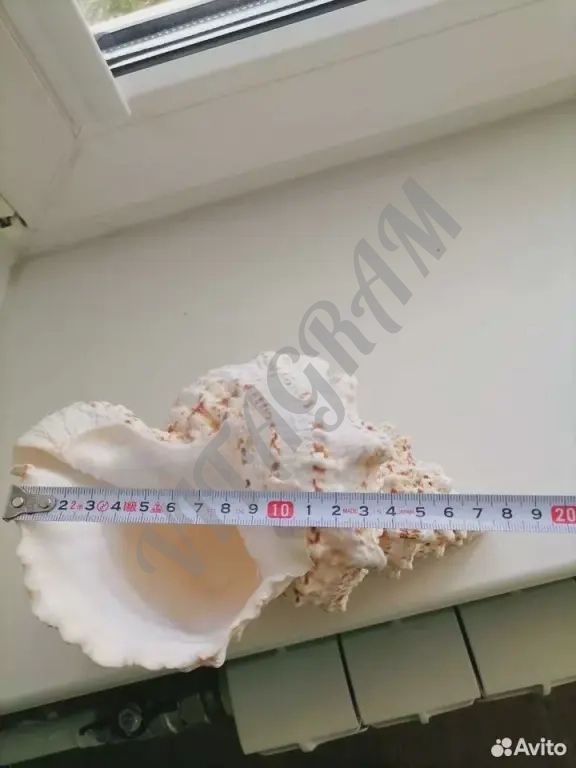 Морская раковина среднего размера