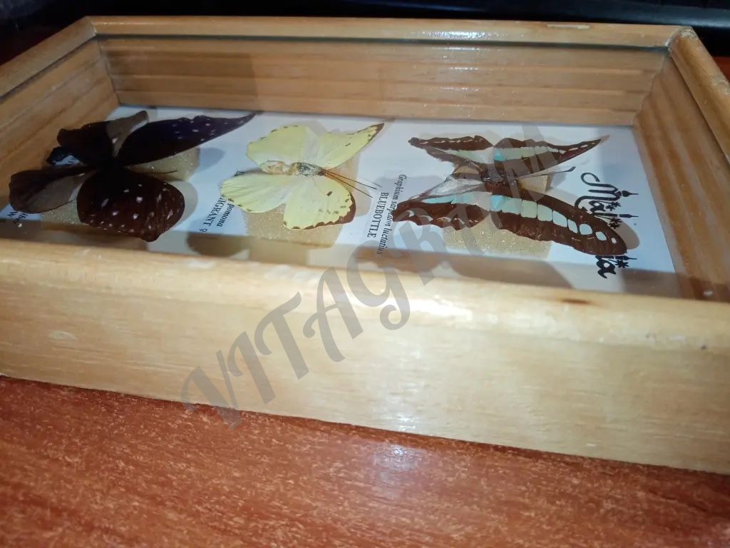 Коллекция бабочек