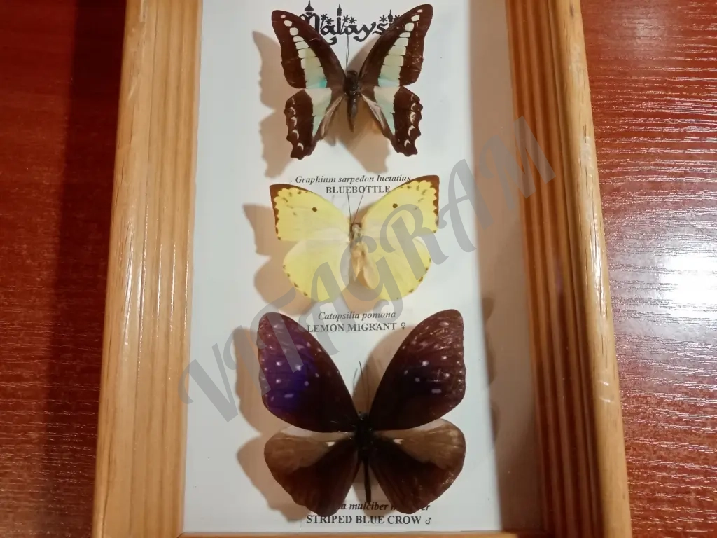Коллекция бабочек