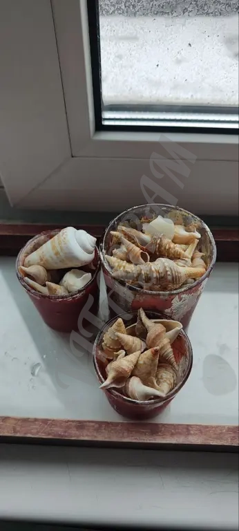 Ракушки морские