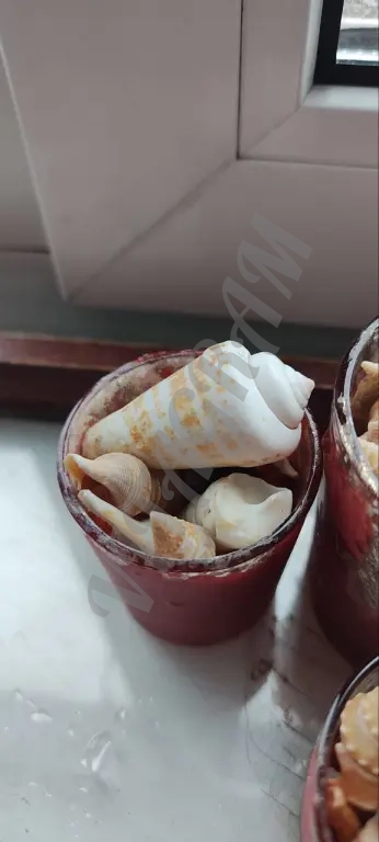 Ракушки морские